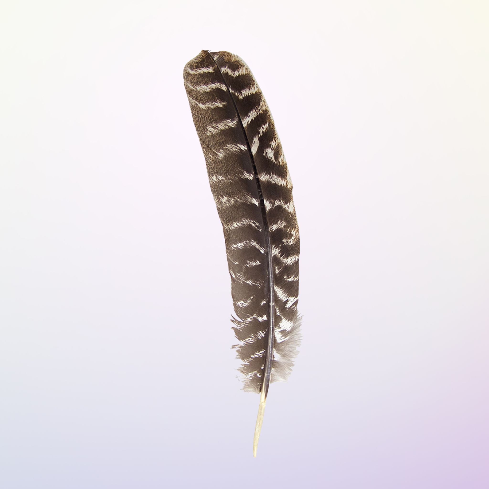 Plume de Purification