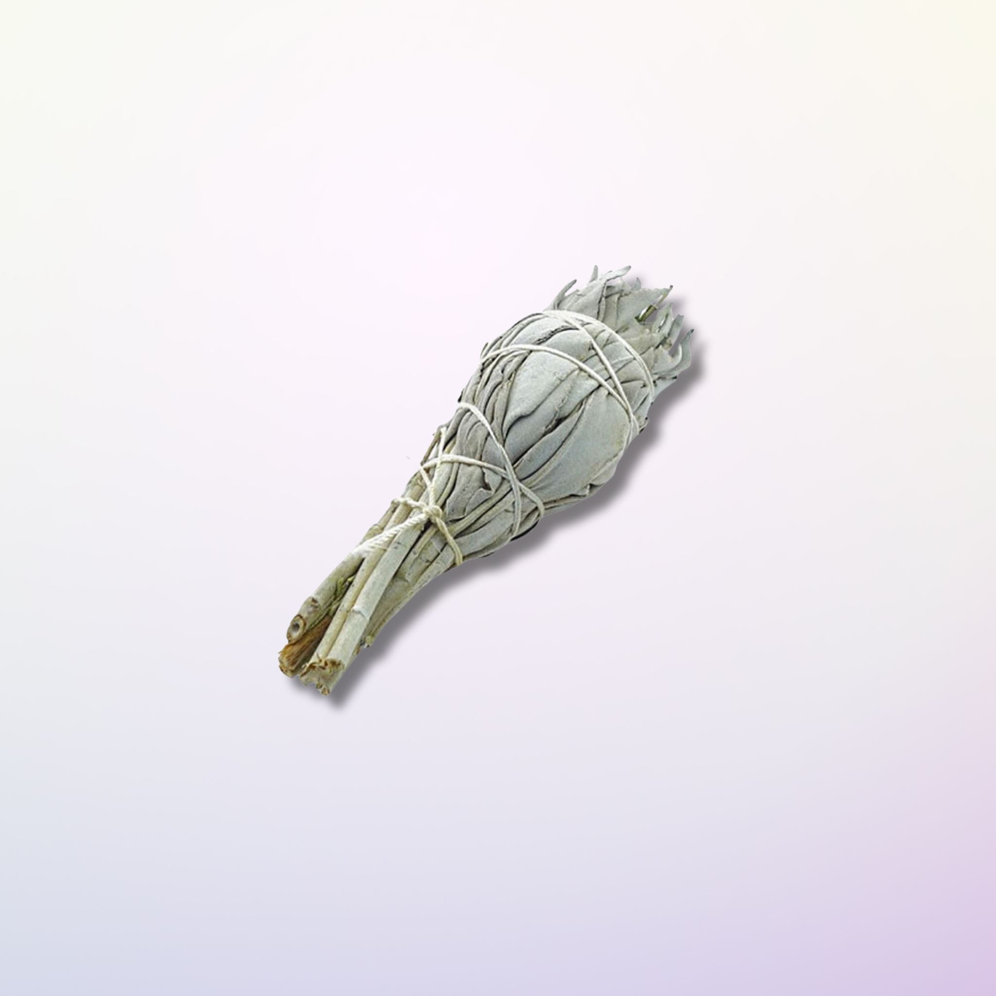 Sauge Blanche de Californie